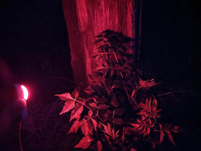 小魔方头灯体验让你爱不释手!瓦力棋牌超轻超能!Fenix(图26) 小魔方头灯体验让你爱不释手!瓦力棋牌超轻超能!Fenix(图26)